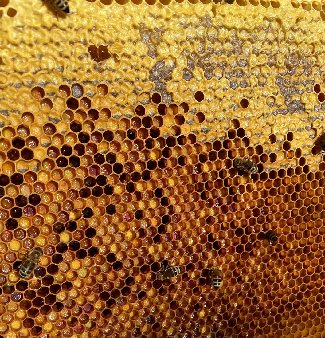 Echte Honigwabe mit Bienen aus unseren Völkern